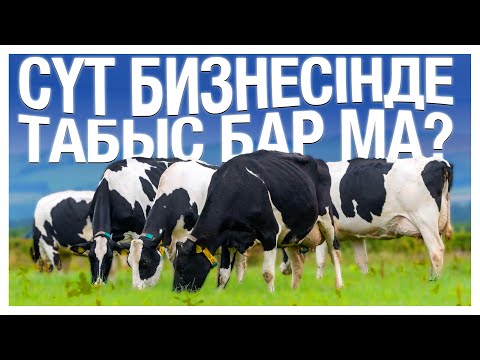 Видео: Сүт бизнесі туралы эксклюзив шығарылым! | Алмасбек Садырбаймен