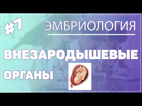 Видео: ВНЕЗАРОДЫШЕВЫЕ ОРГАНЫ / ЭМБРИОЛОГИЯ / Гистология #Эмбриология #Гистология