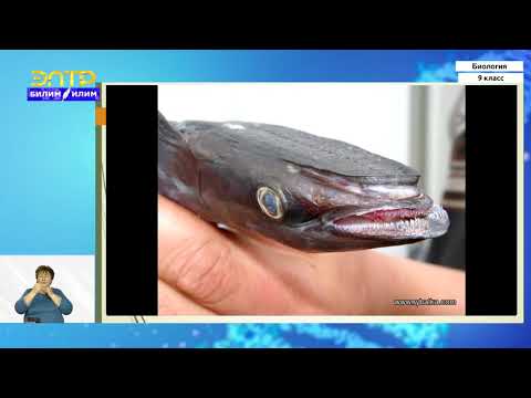 Видео: 9-класс | Биология | Биоценоз как природное сообщество организмов. Структура биоценоза