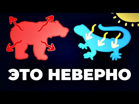 Видео: Теплокровные или холоднокровные? [Минутка Земли]