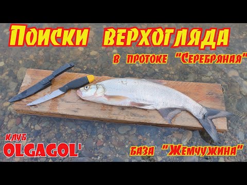 Видео: Поиск Верхогляда в протоке Серебряная База Жемчужина #рыбалка #верхогляд #подя #olgagol