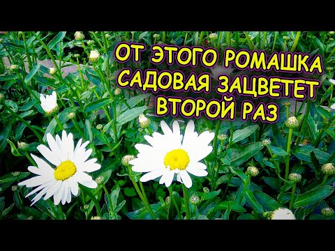 Видео: Шесть советов по уходу за ромашкой садовой в августе. От этого нивяник снова обильно зацветет.