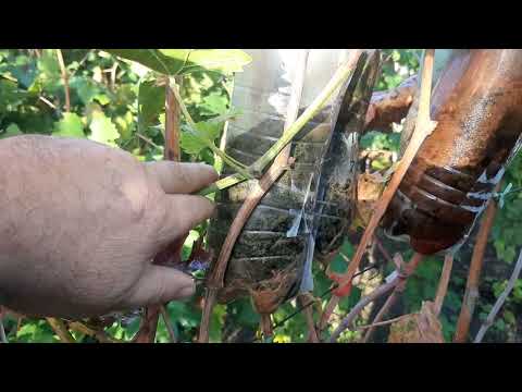 Видео: Как помочь вызреть срезанной зеленой лозе в подвале. Невероятно, но факт, есть результаты