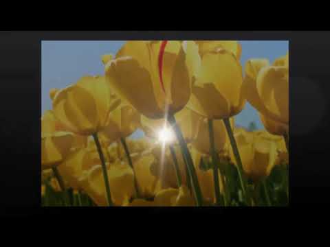 Видео: Альбом "Qymvatsyn Sen" с текстом