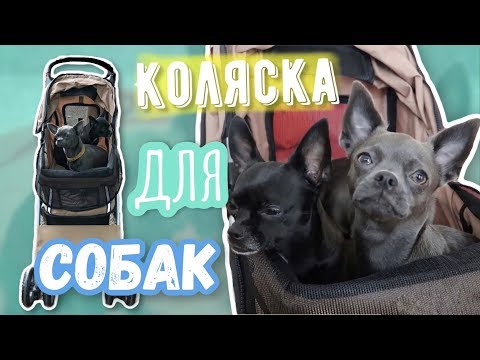 Видео: КОЛЯСКА ДЛЯ СОБАК | Сумка для собак | Прогулки с чихуахуа