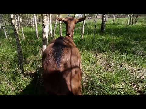 Видео: Мифы козоводов. Сколько пасти коз.