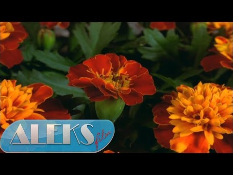 Видео: Чорнобривців насіяла мати