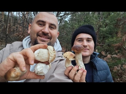 Видео: Собираем белые грибы😍  18 ноября 😱