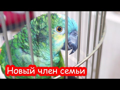 Видео: VLOG Мы купили попугая. 10 месяцев он жил по магазинам