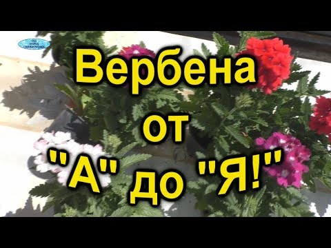 Видео: Всё о вербене. От посева до цветения!