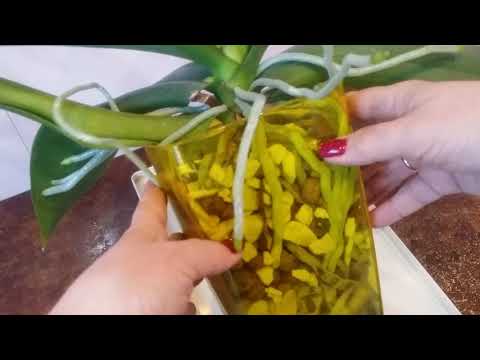 Видео: пересадка и омоложение  старой ОРХИДЕИ..как мыть керамзит..14.04.2020.