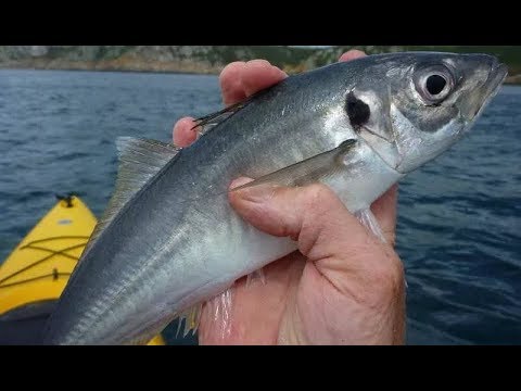 Видео: Чёрное море - Ловим Ставридку! Клёв просто "Супер"! Рыбалка.