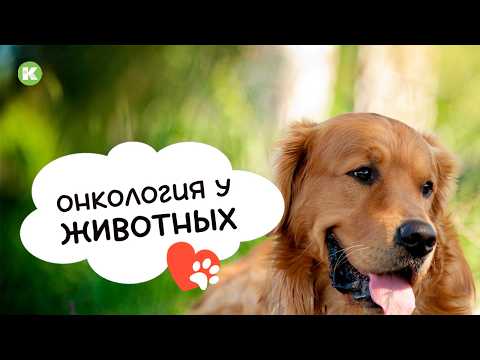 Видео: Онкология у животных. Приговор или можно помочь?