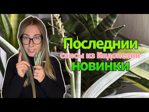 Видео: Новинки санс 💚 Октябрь 2025 #сансевиерия #сансы #sansevieria #обзор 
