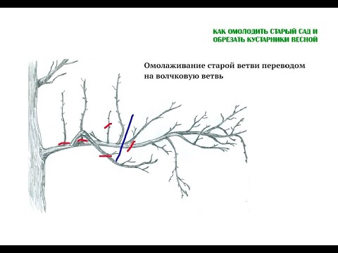 Видео: Как омолодить старый сад и обрезать кустарники весной. Полная версия вебинара Николая Рабушко. ©