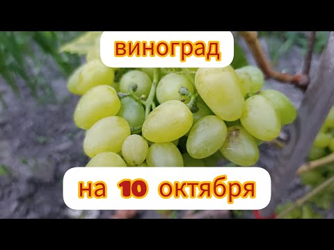 Видео: ВИНОГРАД НА 10 ОКТЯБРЯ.