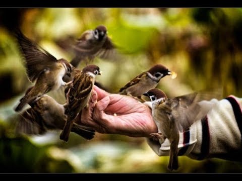 Видео: Жаратушымыздың кешірімі / ұстаз Арман Қуанышбаев 💚 АЛИ студиясы