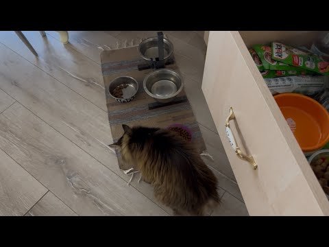 Видео: Моя КОШКА в ВОСТОРГЕ от КИТИ КЭТ! 16 лет активной жизни! #мамаотличника #мася#китикэт 