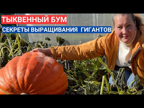 Видео: КАК ВЫРАСТИТЬ  БОЛЬШУЮ ТЫКВУ - ТАКИХ ВЫ НЕ КУПИТЕ В МАГАЗИНЕ . КОГДА ПРИЩИПЫВАТЬ ТЫКВУ.