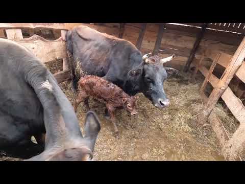 Видео: Перше випоювання теляти молозивом і роздій корови після пологів.  Прайвет мілк. Михайло Травецький.