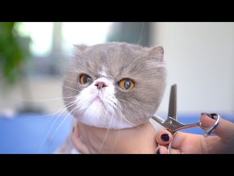 Видео: Стрижка самого нежного кота в мире😻🛁✂️❤️