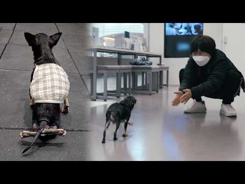 Видео: День, когда я впервые погулял и меня обняла мама (Лили - Часть 3)