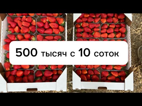 Видео: 500 тысяч с 10 соток клубники, реально ?