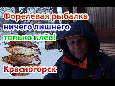 Видео: Форель Красногорск спортзона. Много эмоций и поимок.  Trout fishing in Russia.