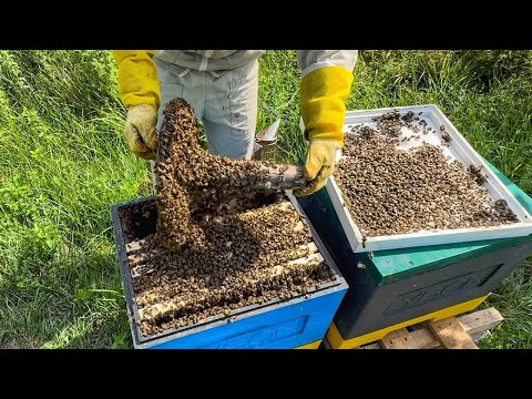 Видео: Про це знають 5% БДЖОЛЯРІВ. Вони ПРИХОВУЮТЬ цей метод.