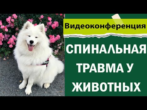 Видео: Спинальная травма у животных