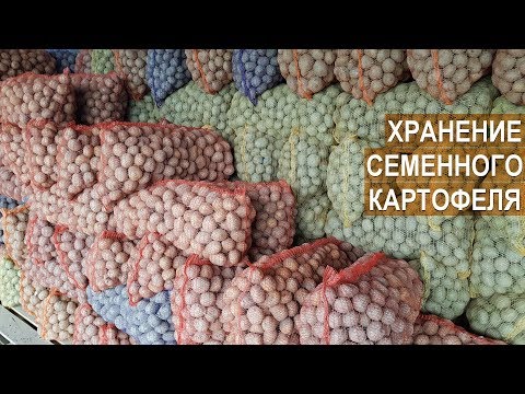 Видео: Хранение семенного картофеля в КФХ Андрея Никитина.