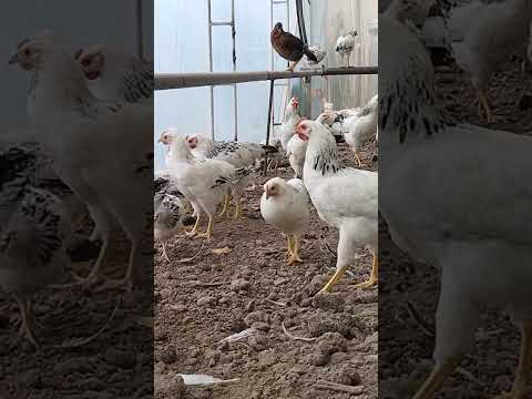 Видео: Мургхои фуруши Рябушка 901 00 00 87