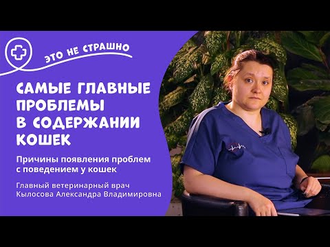 Видео: Это не страшно. Самые главные проблемы в содержании кошек