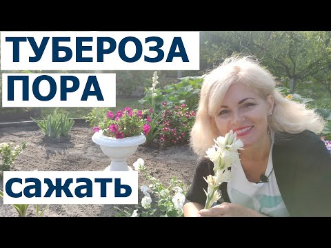 Видео: Тубероза. Самый ароматный цветок. Как вырастить туберозу