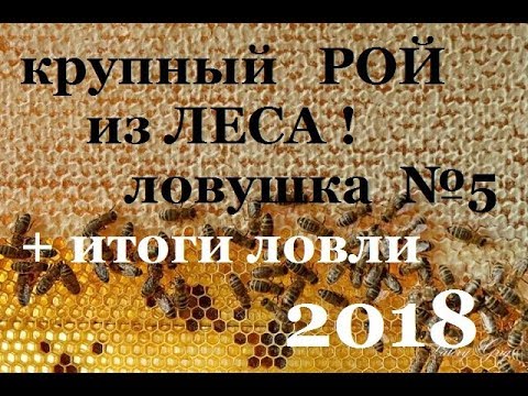 Видео: БОЛЬШОЙ РОЙ из ЛЕСА на ПАСЕКУ ! Как поймать рой пчёл в лесу ? | НАЕДИНЕ С ПРИРОДОЙ