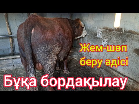 Видео: ЕҢ ПАЙДАЛЫ КӘСІП.БҰҚА БОРДАҚЫЛАУ.ОСЫНДАЙ ЖЕМ ШӨППЕН БОРДАҚЫЛАУ ТИІМДІ.