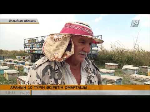 Видео: Жамбыл облысында омарташы араның 10 түрін өсіруде