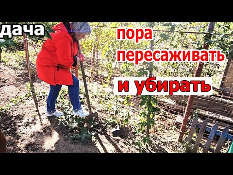 Видео: Дача.Вот и пришла пора пересаживать и наводить порядок
