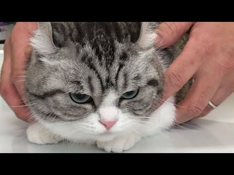 Видео: Дарк Соулс 3 Прохождение (1)