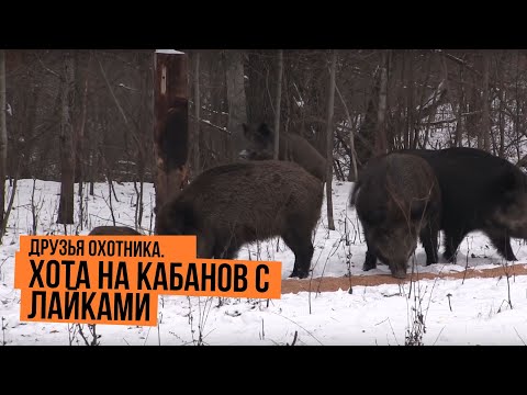 Видео: Охота на кабанов с лайками \ Друзья охотника