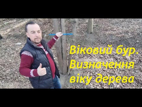 Видео: Віковий бур