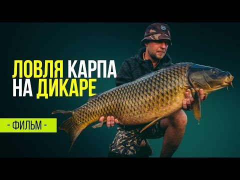 Видео: Ловля карпа на диком водоеме. Карпфишинг на дикаре.