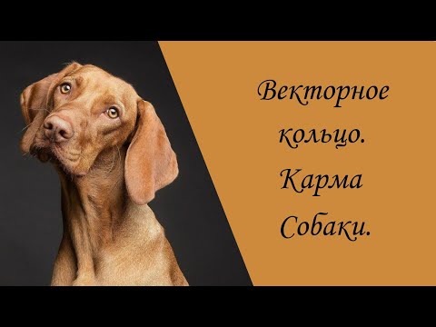 Видео: Векторное кольцо. Карма собаки.