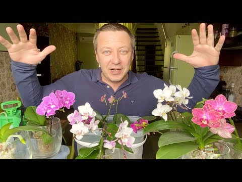 Видео: полив орхидей в ЖЕМЧУГЕ, мхе и открытые корни орхидей мини фаленопсисы