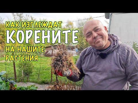 Видео: Защо корените са важни? Урок по градинарство. Зеленчуковите корени могат да бъдат толкова интересни!