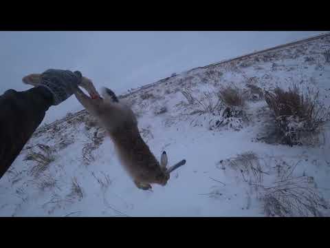 Видео: Лучшие выстрелы с охоты на зайца. Супер моменты! Трофейные КАДРЫ. Сезон 2022-2023.