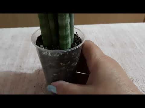 Видео: МОИ ПОТЕРЯШКИ! Посадка сансевиерии. 29.09.2022.