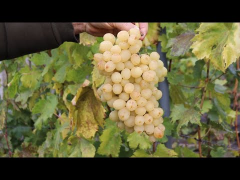 Видео: Що довисіло до 21 жовтня 2025. Приймаємо замовлення на саджанці та чубуки 0671001285