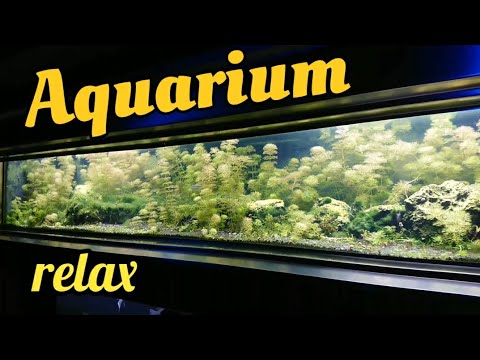 Видео: Аквариумы венского зоопарка ч.1 / Aquariums of the Vienna Zoo #аквариумистика #aquarium