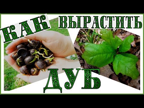 Видео: КАК ВЫРАСТИТЬ ДУБ ИЗ ЖЕЛУДЯ #146